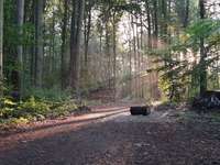 Hundeauslaufgebiet-Bömmerdelle-Bild