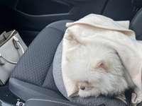 HILFE | Mein Welpe erbricht und juckt sich die ganze Zeit |-Beitrag-Bild