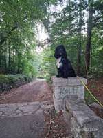 Hundeauslaufgebiet-Rehberge-Bild