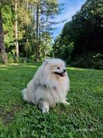 Hundeauslaufgebiet-Rehberge-Bild