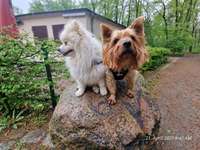 Hundeauslaufgebiet-Rehberge-Bild