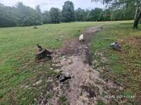 Hundeauslaufgebiet-Rehberge-Bild