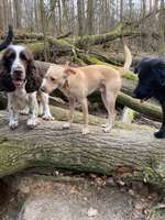 Hundeauslaufgebiet-Grunewaldsee-Bild