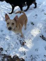 Hundeauslaufgebiet-Grunewaldsee-Bild