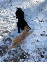 Hundeauslaufgebiet-Grunewaldsee-Bild