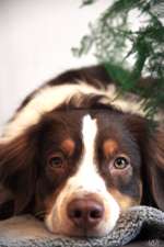 Appetitlosigkeit-Beitrag-Bild