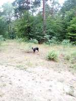 Hundeauslaufgebiet-Hundeauslaufplatz/Park Fürstenwalde /Spree-Bild