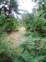 Hundeauslaufgebiet-Hundeauslaufplatz/Park Fürstenwalde /Spree-Bild