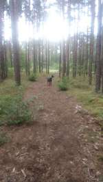 Hundeauslaufgebiet-Wiese Stadt Fürstenwalde Nord-Bild