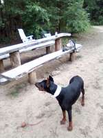 Hundeauslaufgebiet-Hundeauslaufplatz/Park Fürstenwalde /Spree-Bild