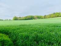 Hundeauslaufgebiet-Weyerberg-Bild