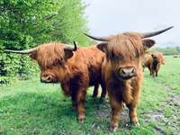 Hundeauslaufgebiet-Weyerberg-Bild