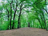 Hundeauslaufgebiet-Weyerberg-Bild