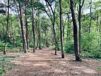 Hundeauslaufgebiet-Weyerberg-Bild