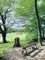 Hundeauslaufgebiet-Weyerberg-Bild