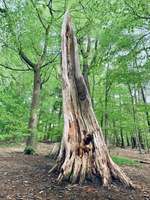 Hundeauslaufgebiet-Weyerberg-Bild