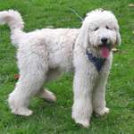 Ersteller:in Britta Profilbild