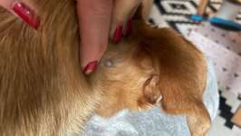 Knubbel hinter dem Ohr !-Beitrag-Bild