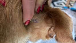 Knubbel hinter dem Ohr !-Beitrag-Bild