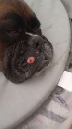 Warze oder Tumor?-Beitrag-Bild