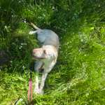 Hund zieht an der Leine-Beitrag-Bild