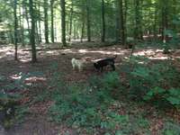 Hundeauslaufgebiet-Stadtwald-Bild