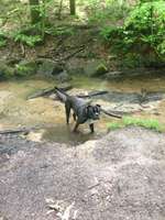 Hundeauslaufgebiet-Stadtwald-Bild