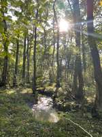 Hundeauslaufgebiet-Stadtwald-Bild