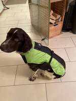 Wasserdichter Hundemantel-Beitrag-Bild