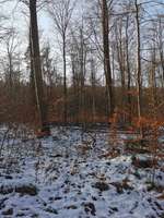 Hundeauslaufgebiet-Schlater Wald-Bild