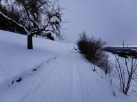 Hundeauslaufgebiet-Fränkel-Bild