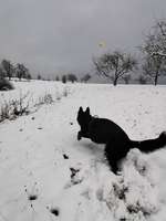 Hundeauslaufgebiet-Wiese in Süßen-Bild