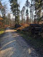 Hundeauslaufgebiet-Wald zwischen Süßen und Schlat-Bild