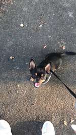 Hundegruppe (dalheim)-Beitrag-Bild