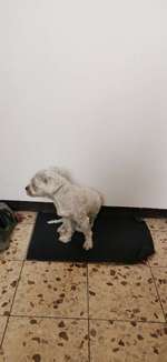 Hund verhält sich auffällig - Nebenwirkungen der Tollwutimpfung?-Beitrag-Bild