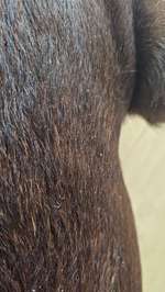 labrador Schuppen-Beitrag-Bild