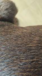 labrador Schuppen-Beitrag-Bild