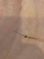 Sind das Schuppen oder Parasiten?-Beitrag-Bild