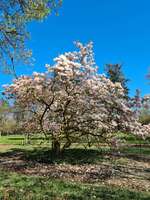 Hundeauslaufgebiet-Höpkens Ruh und Muhles Park-Bild