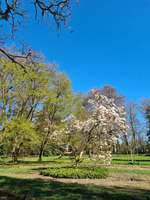 Hundeauslaufgebiet-Höpkens Ruh und Muhles Park-Bild