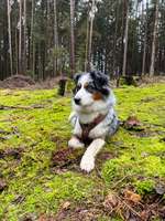 Suchmeldung-Merle-Bild