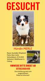 Suchmeldung-Merle-Bild