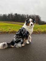 Suchmeldung-Merle-Bild