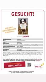 Suchmeldung-Merle-Bild