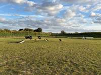 Hundeauslaufgebiet-Hundewiese Boltenhagen-Bild