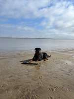 Hundeauslaufgebiet-Hundestrand Krautsand-Bild