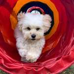 Ersteller:in Tanja Profilbild