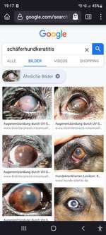 Erfahrungen, Tipps, Hilfen Schäferhundkeratitis ... "Selbsthilfegruppe"-Beitrag-Bild