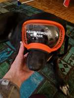 Erfahrungen, Tipps, Hilfen Schäferhundkeratitis ... "Selbsthilfegruppe"-Beitrag-Bild