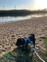 Hundeauslaufgebiet-Hundefreilaufwiese Mahndorfer See-Bild